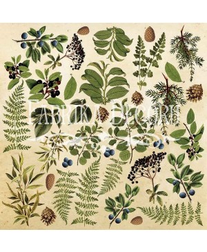 Skrebinimo popierius Fabrika Decoru – Botany summer 2, 200 g/m², 30.5x30.5cm, 1vnt